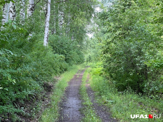 Комаров видите? И я не вижу. А они есть | Источник: Андрей Бирюков / UFA1.RU