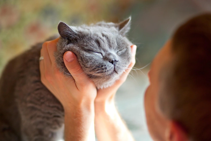 Как понять, что вашей кошке комфортно рядом с вами | Источник: Shutterstock/Fotodom.ru