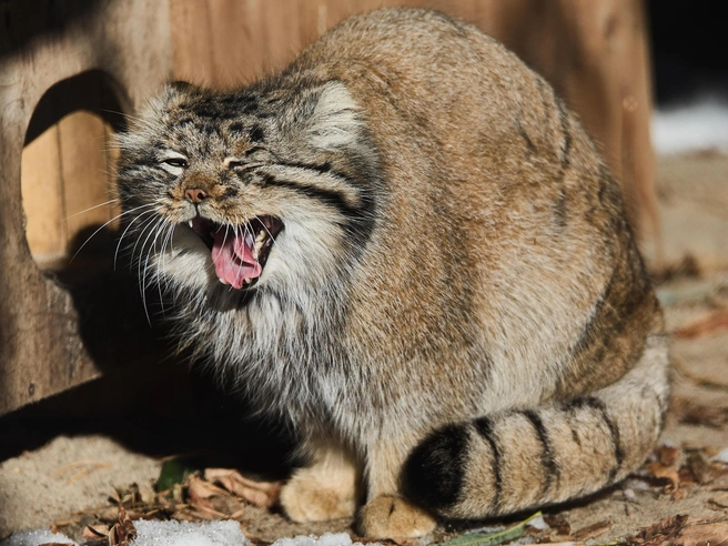 В осенние месяцы эти животные стараются меньше двигаться. | Источник: Фото манула