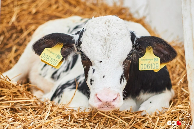 Источник: Роман Данилкин / 63.RU