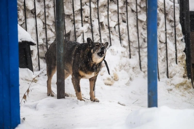 Dog-Bitten Yakutian Man Rescued After 12-Hour Search