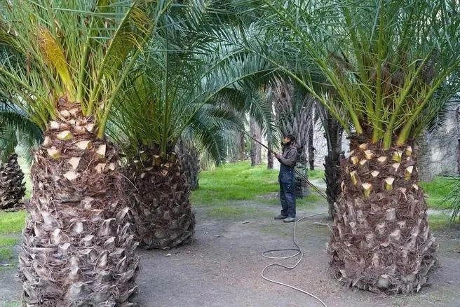 Так пальмы обрабатывают 6 раз в год | Источник: sochi.ru