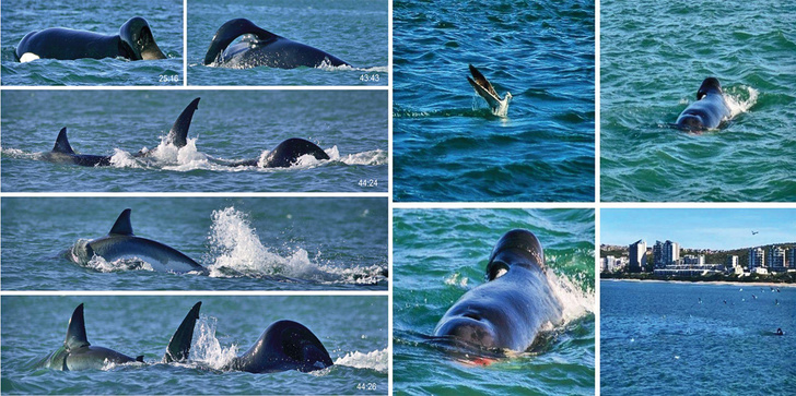 Дерзкое нападение в одиночку: кит-убийца подстерег акулу, чтобы полакомиться самым вкусным