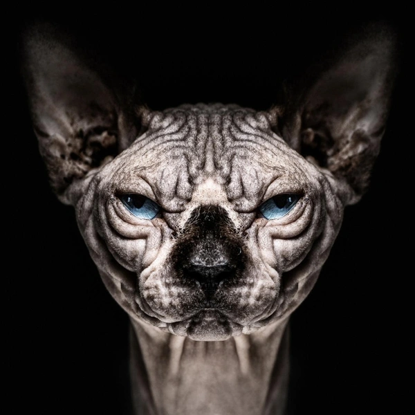 И еще одно фото из той же подборки | Источник: Pieter Clicteur / Siena Creative Photo Awards 2023