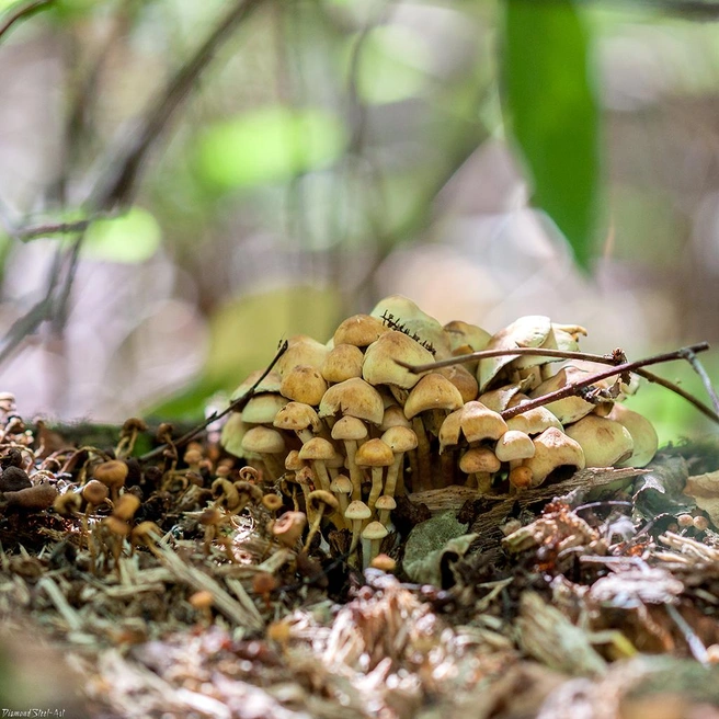 При отравлении такими грибами нужно сразу обращаться за медицинской помощью | Источник: mycology.su