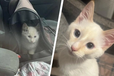 Котенок Тайсон из Архангельска обрел семью