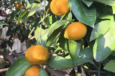 Абхазия отправила в Россию более 23 тыс. тонн мандаринов