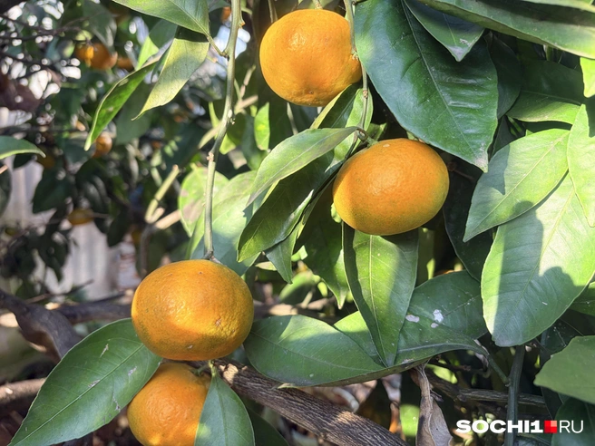 Мандарины в Сочи массово поспеют как раз к Новому году  | Источник: Анна Грицевич / SOCHI1.RU