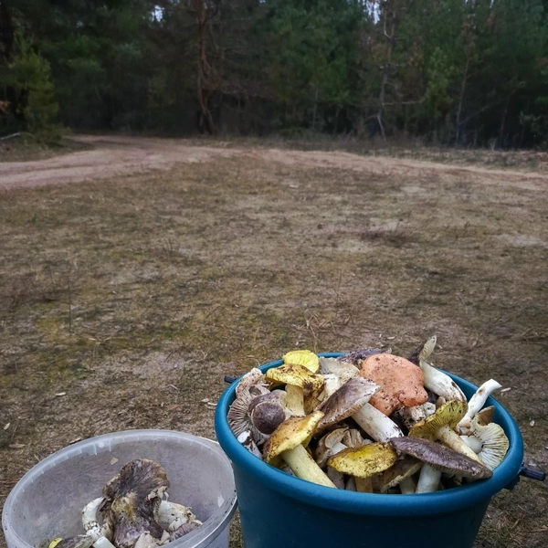 Источник: «Воронежские грибники» / Vk.com