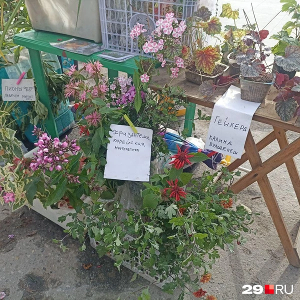 Много саженцев и растений | Источник: Иван Митюшёв / 29.RU
