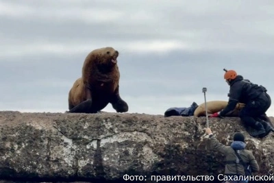 На Сахалине впервые в России спасли сивуча от пластиковой удавки