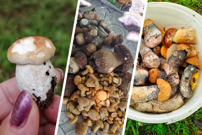 Журналисты представили карту грибных мест Ярославской области | Источник: Грибы Ярославской области 2025 / Vk.com