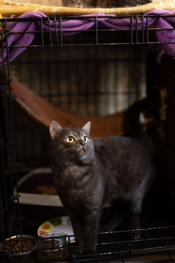 Источник: Елена Гасанова