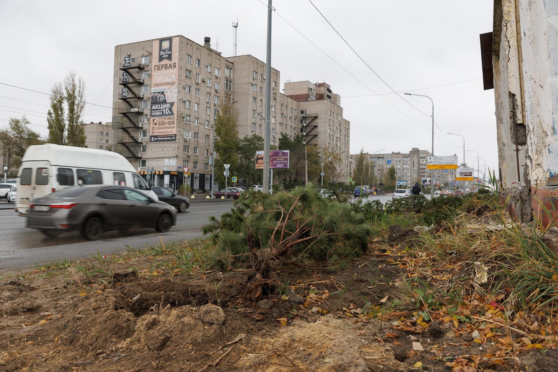 «Их посадили только две недели назад»: в Волгограде решили выкопать все новые сосны вдоль Второй продольной