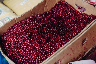 Cranberry Benefits and Harms Explained by Doctors