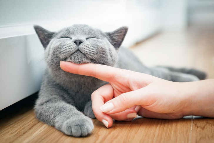 Как правильно извиняться перед кошкой: 7 шагов к примирению