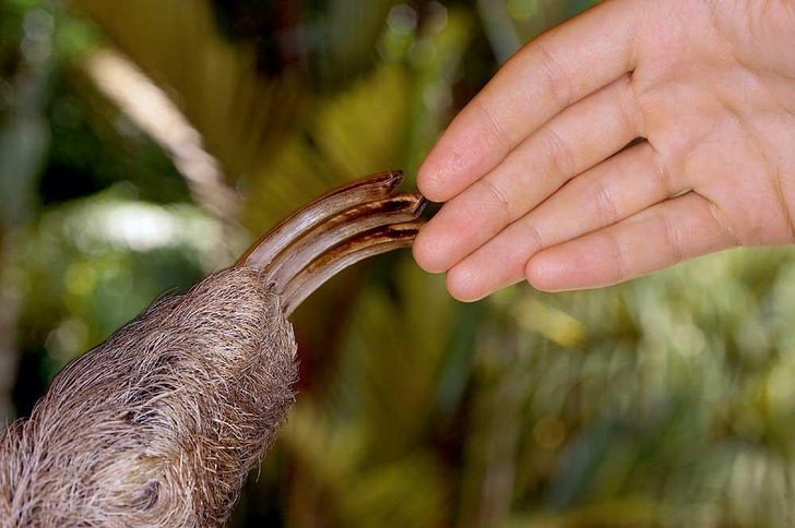 Древесные тихоходы: как ленивцы идеально приспособились к жизни в кронах
