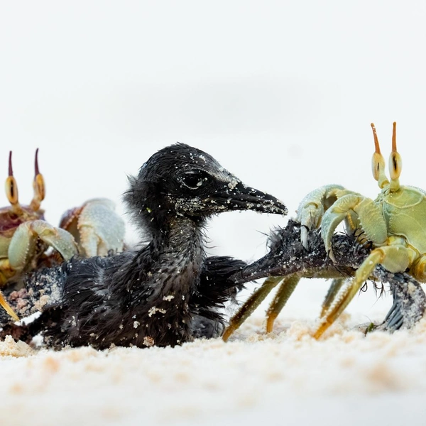 Победитель в номинации «Другие животные» | Источник: Bence Máté / Nature Photographer of the Year 2025