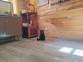 Кошечка Ася&nbsp;— любовь Оззи | Источник: «Иркутский областной краеведческий музей» / Vk.com