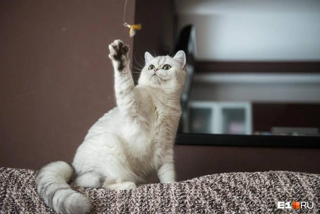 Шотландец — хороший выбор, если хочется послушную и ласковую кошечку | Источник: Максим Воробьев / E1.RU