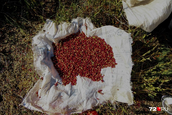 Затем клюкву — в мешок и за плечи. С грузом приходится ходить по болоту | Источник: Анастасия Малышкина / 72.RU