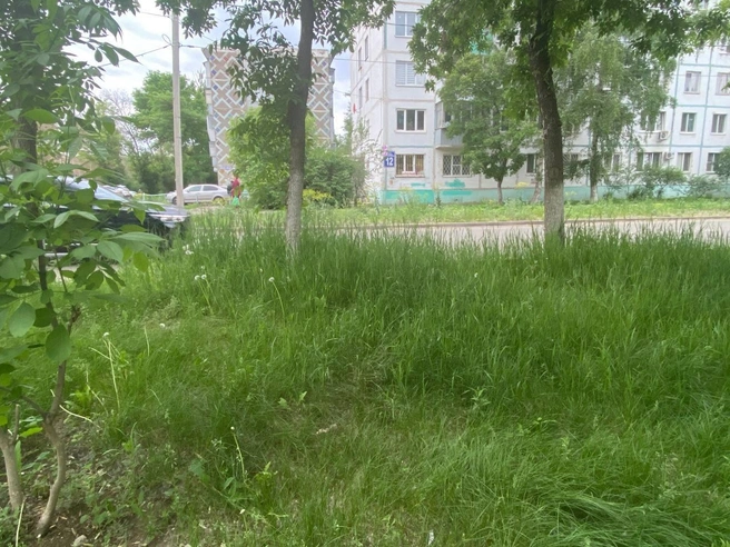 Евгений Солнцев обратил внимание на слабый покос травы в Оренбурге и пригрозил чиновникам увольнениями | Источник: Евгений Солнцев / T.me