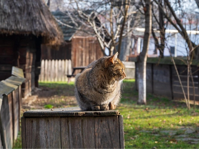День Куприяна и Устиньи — время очищения и осторожности: даже коту лучше не переходить дорогу зря | Источник: frimufilms / Ru.freepik.com