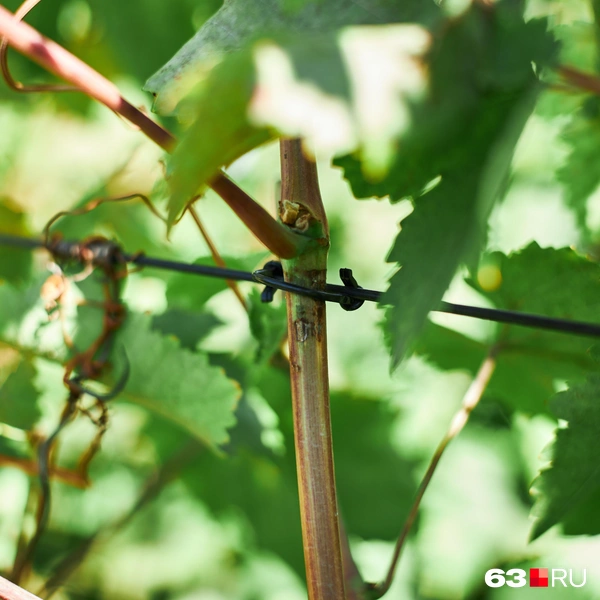 Источник: Роман Данилкин / 63.RU