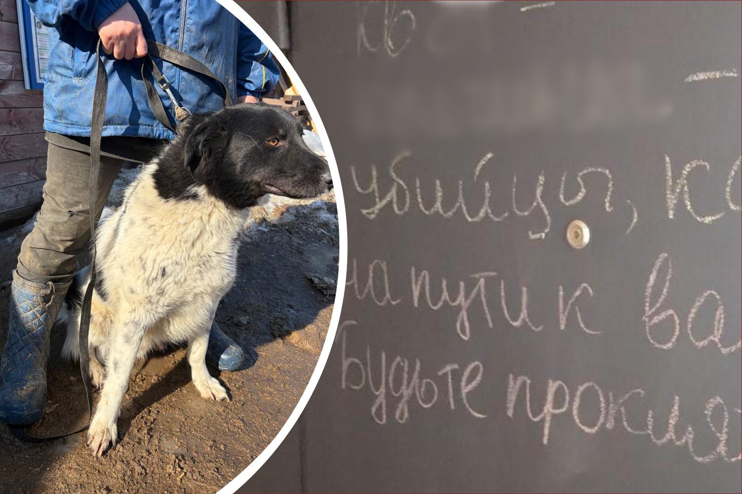 Сдохни, сдохни! В Рязани хозяйка пса, укусившего ребенка, преследует детей из-за того, что ее любимца увезли в приют