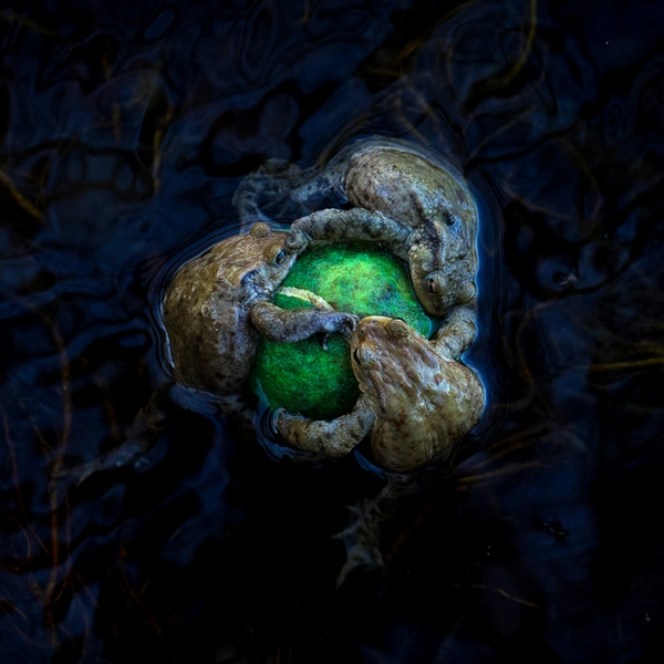 Финалист в номинации «Человек и природа» | Источник: Daniela Graf / European Wildlife Photographer of the Year 2025