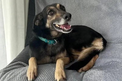 В Самаре ищут дом для собаки-улыбки из-за развода