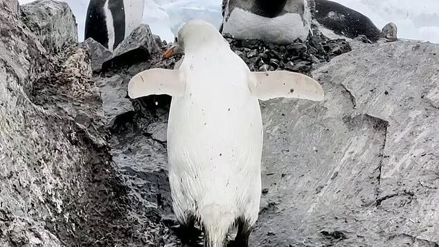 Забыла надеть «фрак»: фотограф снял самку пингвина с необычным окрасом оперения