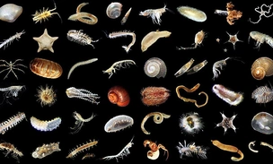 Глубоководная добыча угрожает жизни океана: крупнейшее исследование показало потерю трети донных животных