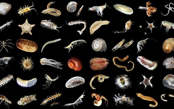 Глубоководная добыча угрожает жизни океана: крупнейшее исследование показало потерю трети донных животных