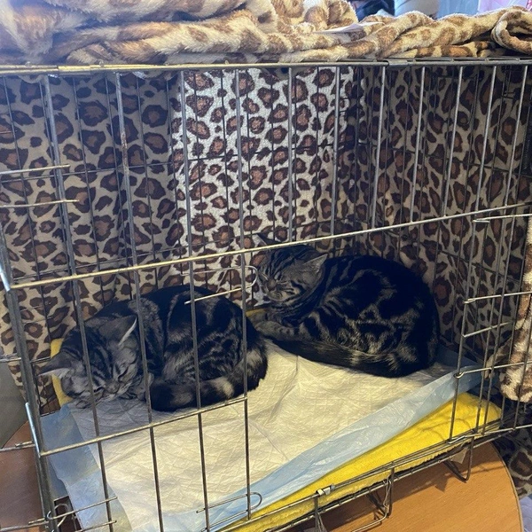 Источник: Ирина Господаренко / NGS22.RU