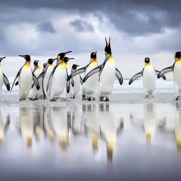 Источник: Steffen Foerster / Smithsonian Magazine Photo Contest 2024
