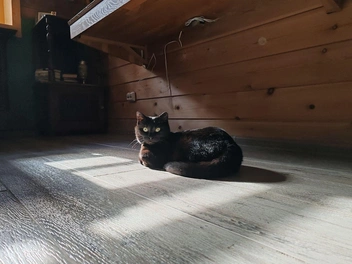 Кошечка появилась в Музее Распутина в 2022 году и с тех пор «работает» в нем | Источник: «Иркутский областной краеведческий музей» / Vk.com