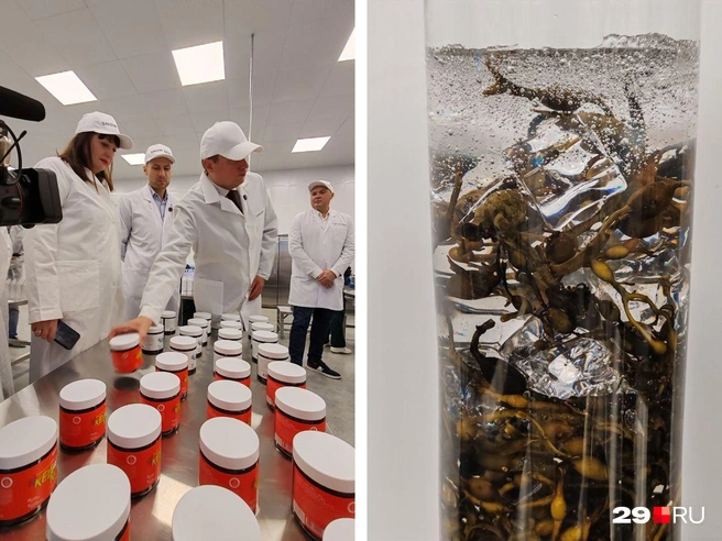 Более 100 лет в Архангельской области добывают водоросли — это продукт, который уже стал брендом Поморья | Источник: Елена Ионайтис / 29.RU