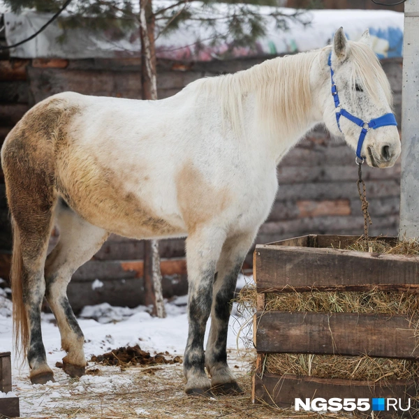 Раньше эта кобыла была спортивной лошадью, сейчас она — иппотерапевт | Источник: Евгений Софийчук / NGS55.RU