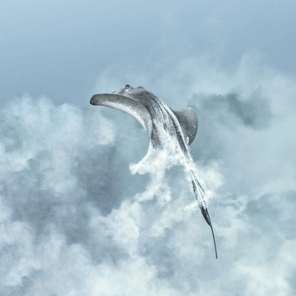 Финалист в номинации «Искусство» | Источник: Ysabela Coll / Ocean Photographer of the Year 2025