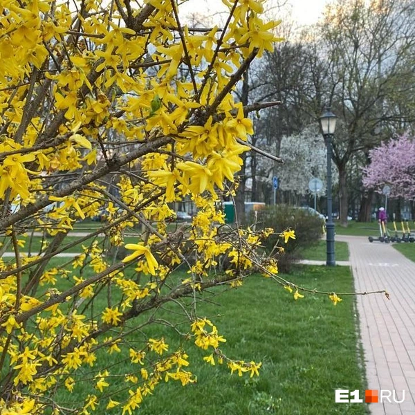 Город расцвел уже в середине апреля | Источник: Ирина Порозова / E1.RU