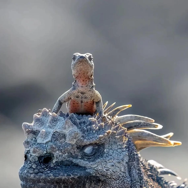 «Я не ящерица! Я&nbsp;— водитель Годзиллы!» | Источник: Rachelle Mackintosh / Nikon Comedy Wildlife Awards 2025