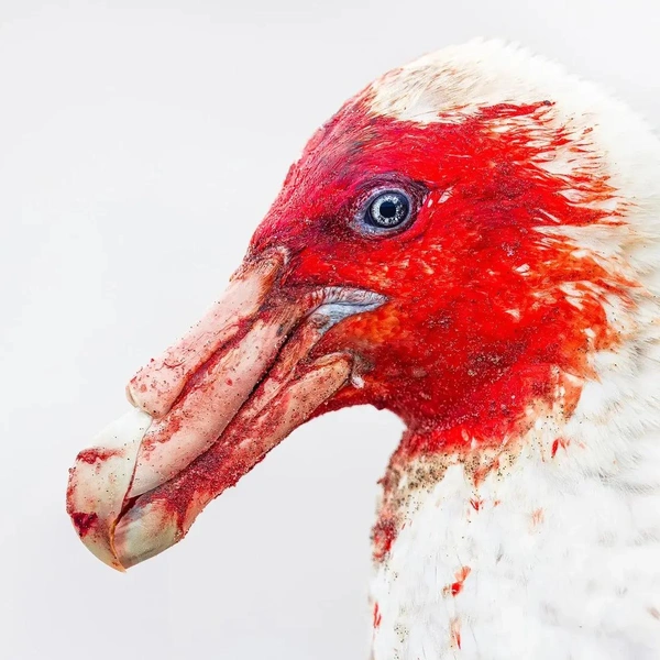 Победитель в номинации «Портрет» | Источник: Steffen Foerster / Bird Photographer of the Year 2025