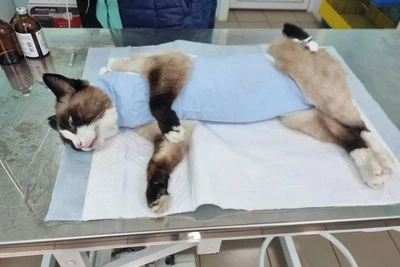 У кошки в Тулуне удалили мумифицированного котенка