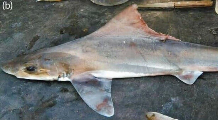 Источник: Journal of Fish Biology, 2025