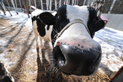 Корова атаковала двухлетнюю девочку на Урале