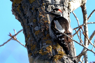Сирийский дятел сфотографирован под Волгоградом