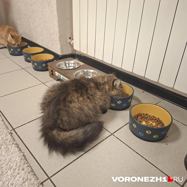 Источник: Алёна Воропаева / Voronezh1.ru