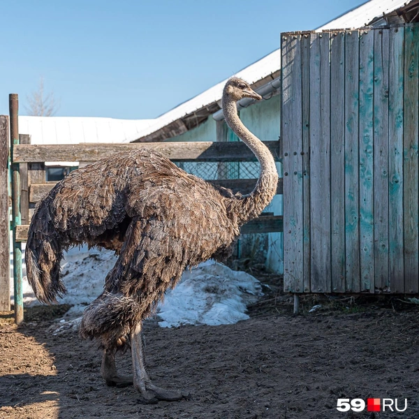 Самка африканского страуса | Источник: Василина Любимова / 59.RU