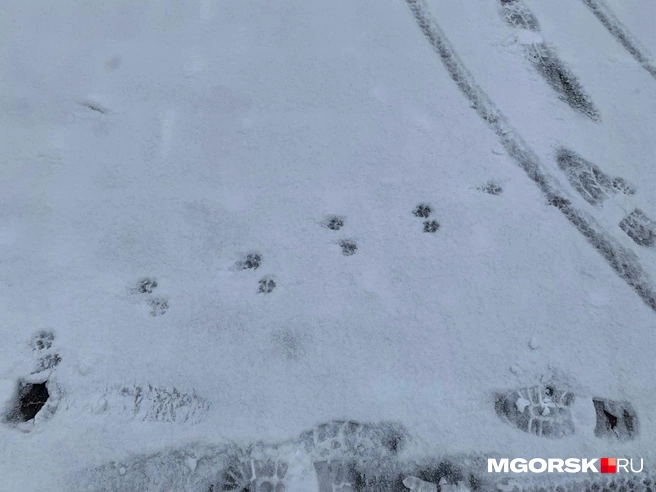 Ночью было -2 градуса | Источник: читатель MGORSK.RU